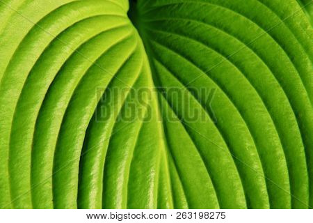 Abstract Nature Background.  Cropped Shot Of Green Leaf.