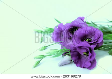 Cropped Shot Of A Beautiful Purple Flowers.  Nature Background With A Lot Of Copy Space For Text.