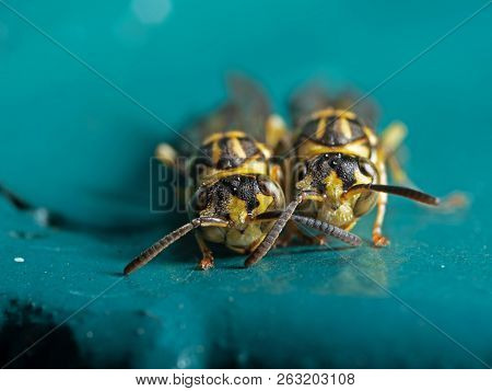 Macro Photography Of Two Wasps On Blue Green Metal Material