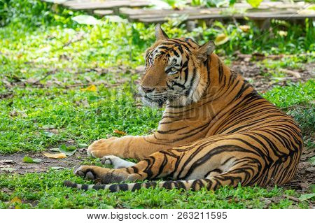 Bengal Tiger In Forest Show Head And Leg, Siberian Tiger (panthera Tigris Altaica), Also Known As Th