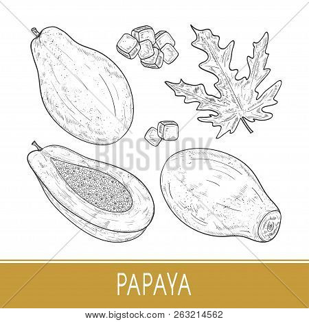 Papaya. Tropical Fruit, Morsel, Leaf. Monochrome. Sketch. Set