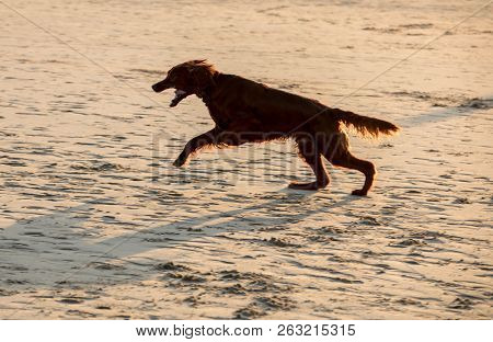 Red Setter Dog Having Fun On A Beach