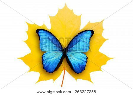 Yellow Maple Leaf With Blue Butterfly Isolated On White Background
