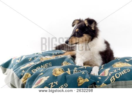 Shetland Dog'S Lying On A Blanket