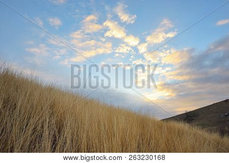 Yellow Grass On The Top Of The Roumanian Mountain