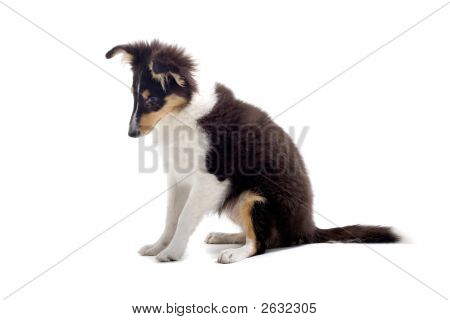 Shetland Dog'S On Alert