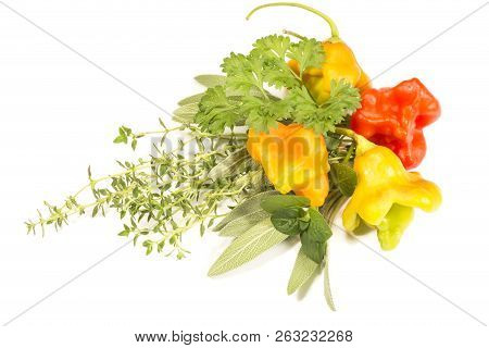 Fresh Green Herbs And Chili Peppers On White