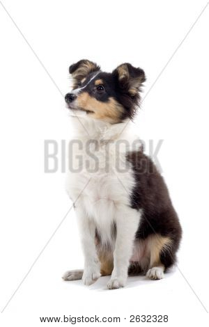 Shetland Dog'S Posing And Looking Up