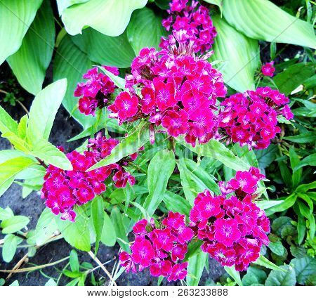 Blooming Flower Carnation With Leaves, Living Natural Nature, Aroma Bouquet Flora. Carnation Flower 