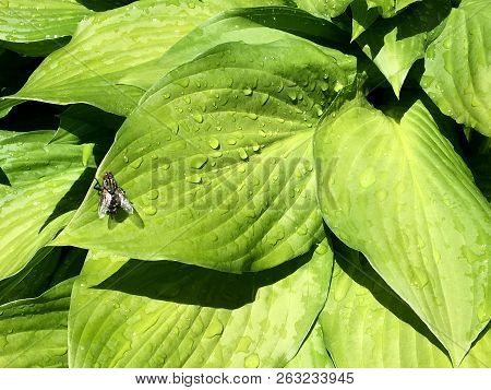 Beautiful Ordinary Home Fly With Wings Is Sitting On A Green Leaf To Bask In The Warm Sun. Fly Consi