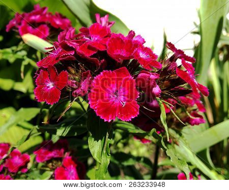 Blooming Flower Carnation With Leaves, Living Natural Nature, Aroma Bouquet Flora. Carnation Flower 
