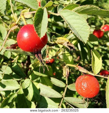 Sweet Red Berry Briar Growing On Bush With Leaves Green, Natural Plant Product Hanging On Branch. Br