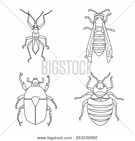 Vector Illustration Of Insect And Fly Symbol. Set Of Insect And Element Stock Vector Illustration.
