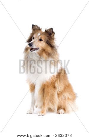 Happy Shetland Dog