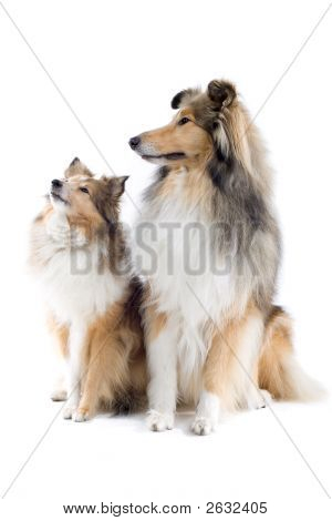 Adorable Shetland Dogs
