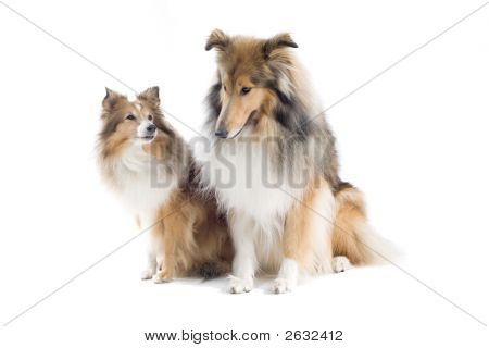 Shetland Dogs