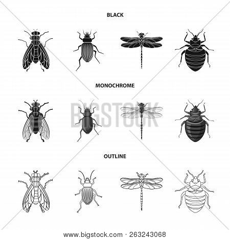 Isolated Object Of Insect And Fly Symbol. Collection Of Insect And Element Stock Vector Illustration