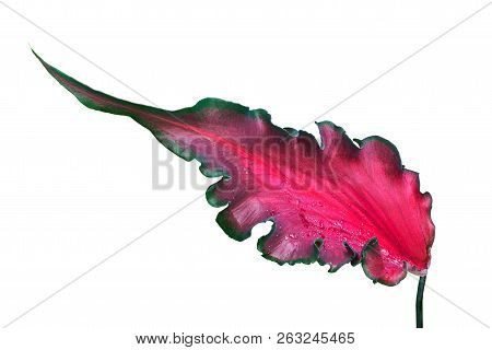 Red Caladium Foliage Isolated On White Background, With Clipping Path
