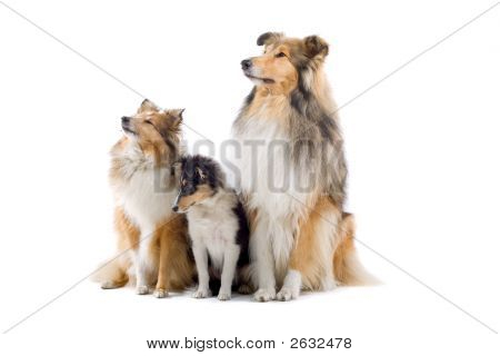 Shetland perros pausa