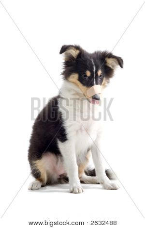 Perro de Shetland de posando