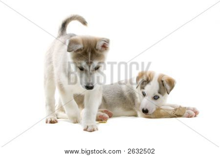 Husky s nějaké hraní