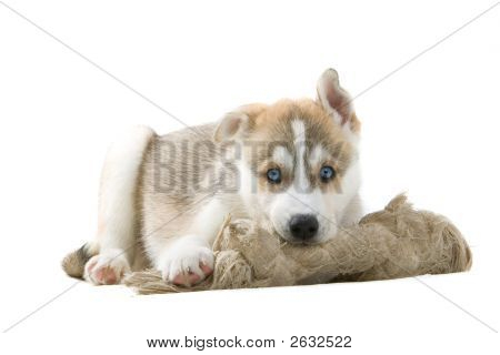 Husky zábavná baví s kostí