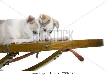 Dvě rozkošné Husky na saních
