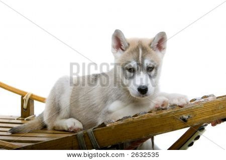 Husky na saních