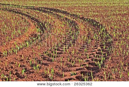 Neumático de pistas en un campo de emergentes grano.