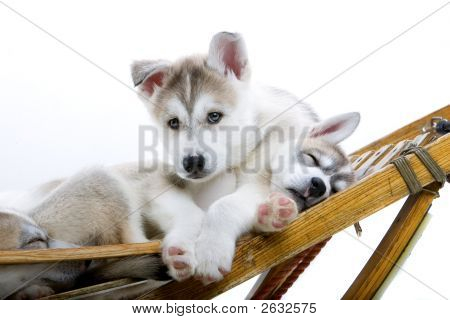 Dvě rozkošné Husky na saních