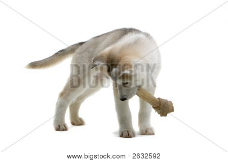 Hrací doba pro tento rozkošný Husky