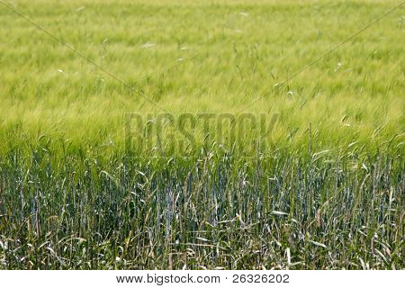 Slunce svítí na poli obilí, který není zcela připraven na sklizeň.