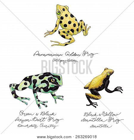 Hand Drawn Colored Frog Set With Lettering. Poison And Forest Frogs.