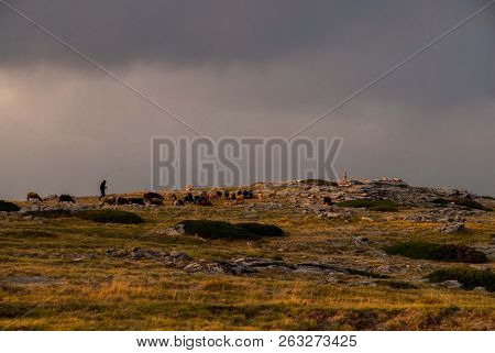 Shepherd With His Sheeps In A Rainy Day