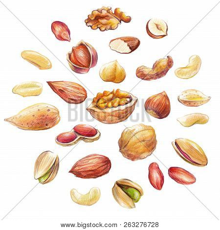 Big Nut Set Hand Drawn With Colored Pencil. Different Nut Types Isolated On White Background.