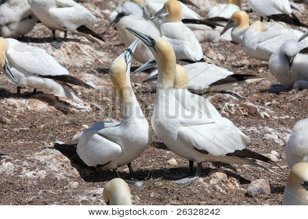 Nordlige sulen (Morus bassanus) ynglende koloni er et beskyttet miljø på Bonaventure ø, G
