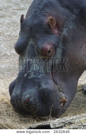 Nilpferd