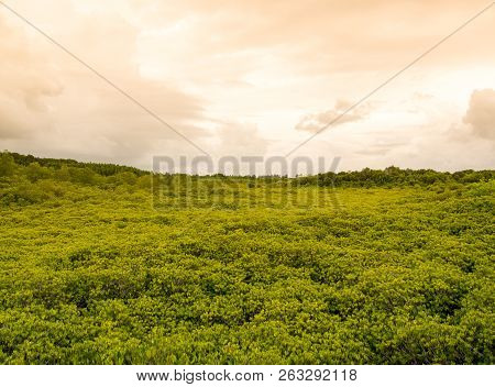 Beautiful Field Of Ceriops Tagal In Thailand