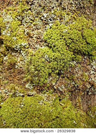 moss