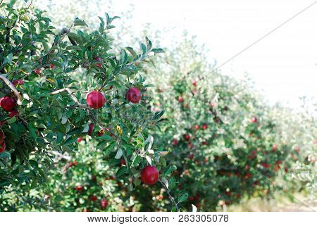Ripe Apple Rady For Harvesting In An Orchard