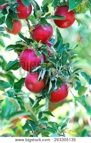 Ripe Apple Rady For Harvesting