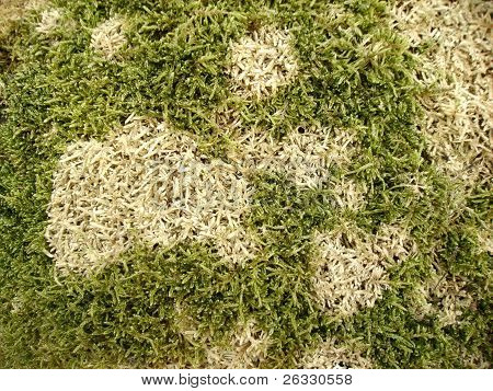 sphagnum