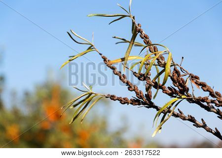 Hippophae Rhamnoides Male Plants Detail With Female Fruit Berries In Background, Common Sea Buckthor