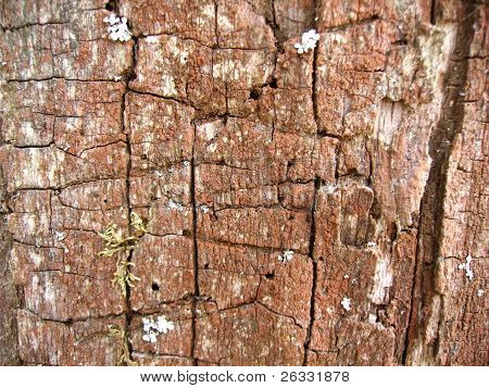 Old wood