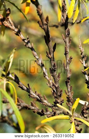 Hippophae Rhamnoides Male Plants Detail With Female Fruit Berries In Background, Common Sea Buckthor