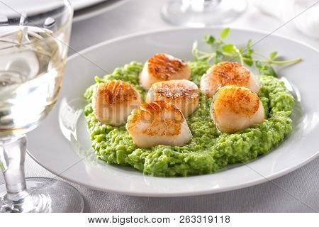 Delicious Pan Seared Scallops On Pureed Peas With Thyme.