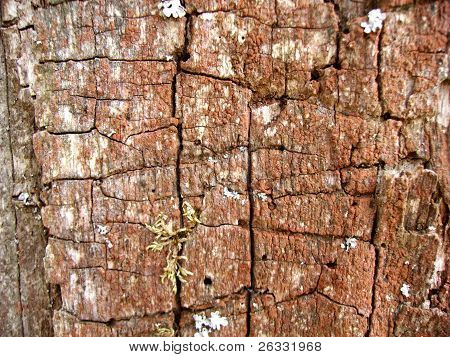 Old wood