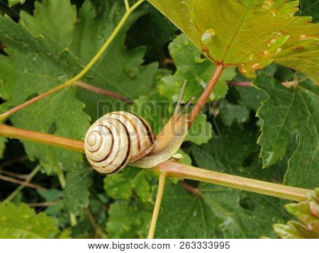 Grape Snail With A White-brown Shell Crawling On The Stem Of The Grape Leaf After The Rain