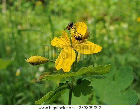 Two Black Flies Drink Nectar On A Yellow Flower Celandine