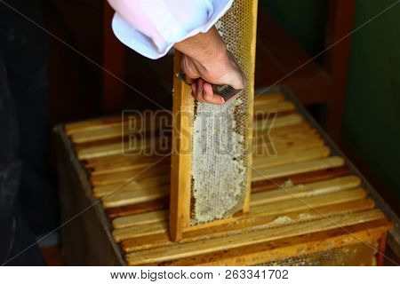 Beekeeper Uncapping Honeycomb With Special Beekeeping Fork. Beeekeeping Concept.